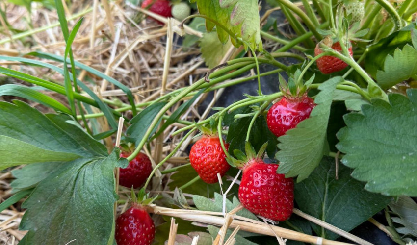 Pick your own strawberries